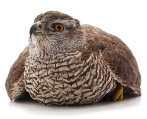 One brown falcon.