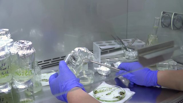 The specialist hermetically closes the jar with plant samples inside. Blueberry production.