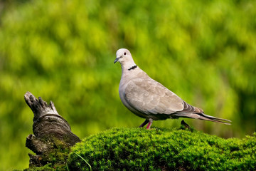 pigeon on grass