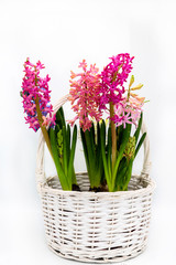Pink hyacinths in a basket on a white background
