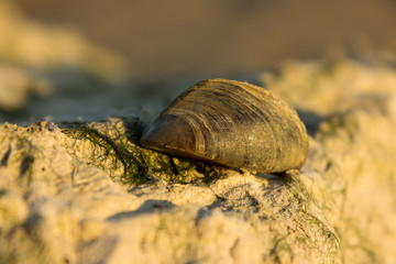 Zebra mussel (Dreissena polymorpha), a small freshwater mussel, very invasive and fast spreading freshwater shell with strong byssal fibers. Mollusca, family Dreissenidae, 