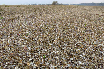 Zebra mussel (Dreissena polymorpha), a small freshwater mussel, very invasive and fast spreading freshwater shell with strong byssal fibers covering vast amount of lake bottom, Dreissenidae, 