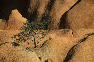 samotne drzewo rosnące wśród skał Spitzkoppe na pustyni namib - obrazy, fototapety, plakaty