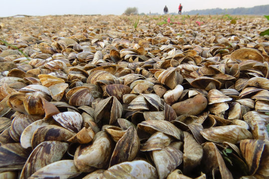Zebra mussel (Dreissena polymorpha), a small freshwater mussel, very invasive and fast spreading freshwater shell with strong byssal fibers covering vast amount of lake bottom, Dreissenidae, 