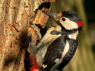 Great spotted woodpecker (Dendrocopos major), medium-sized woodpecker standing on a nest hole, black white and red European woodpecker in P