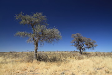 afrykańskie drzewa stojące wśród wyschniętych traw na sawannie w porze suchej