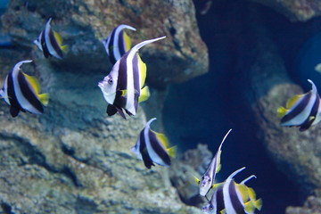 Fototapeta na wymiar background of colorful tropical aquarium fishes close up