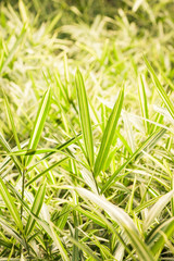 Grüne  Grashalme