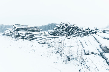Stack of logs in front of pine forest. Winter time, snowfall