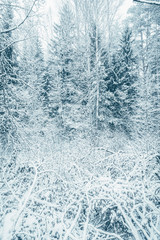 Snow covered pine forest. Vertical background or texture for seasonal winter stories