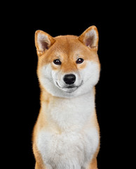 Shiba Inu dog portrait