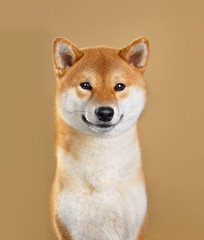 Smiling Shiba inu dog