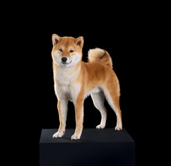 Red Shiba Inu dog