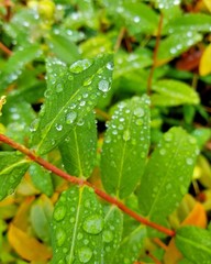 Hoh Rainforest Washington