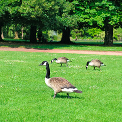Gray geese on a green meadow in a park.