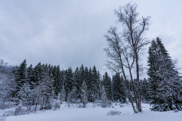 Winterlandschaft mit bedeckten Himmel