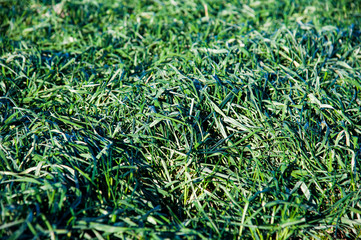 Winter wheat seedlings