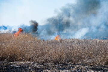 Fire, strong smoke. Burning reed in the swamp. Natural disaster
