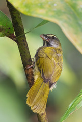 Buff-throated Saltator - Saltator maximus, large green and yellow perching bird from South America forests, western Andean slopes, Amagusa, Ecuador.