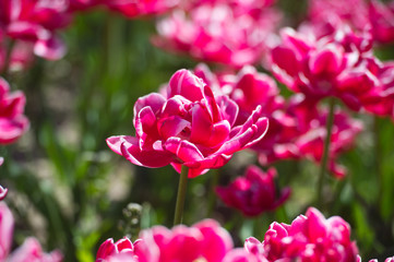 In Full Bloom. Tulips in garden in sunny day. Spring flowers. Gardening.