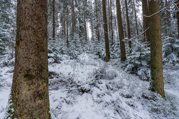 Fototapeta premium verschneiter Wald 