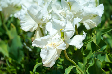 Obraz premium Tulips in garden in sunny day. Spring flowers. Gardening. Variety Northcap.