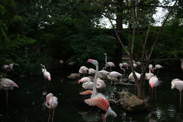 animali