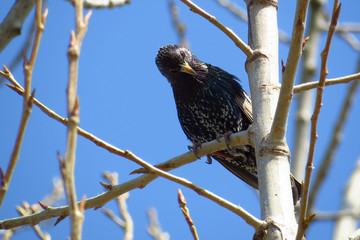 Common starling (Sturnus vulgaris), European starling bird in natural habitat in the fields