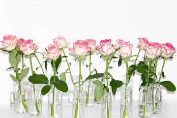 Arrangement of white roses with pink trim which stand in glass jars on a table on a white background. The concept of the holiday, plants, background, garden, floristry