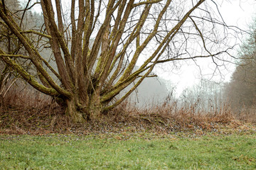 Close-up of a tree trunk at a glade