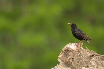 Common starling (Sturnus vulgaris), European starling bird in natural habitat in the fields