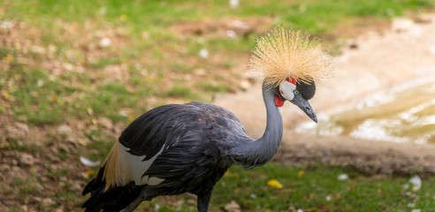 animali