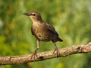 Common starling (Sturnus vulgaris), European starling bird in natural habitat in the fields