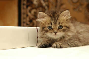 Adorable small fluffy kitten looks dissapointed sitting close to thick book