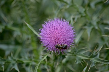 The flower of the purple thistle in the steppe and the bee sitting on it and collecting nectar.