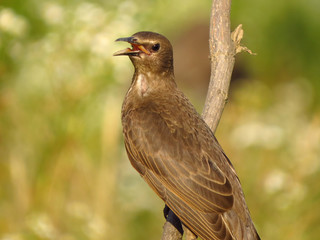 Common starling (Sturnus vulgaris), European starling bird in natural habitat in the fields