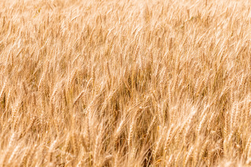Golden ripe cereal, background, close-up