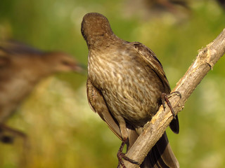 Common starling (Sturnus vulgaris), European starling bird in natural habitat in the fields