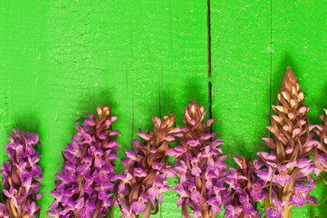 wild flower Orchids