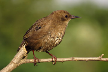 Fototapeta premium Common starling (Sturnus vulgaris), European starling bird in natural habitat in the fields
