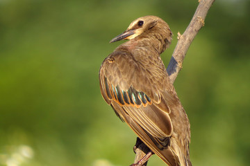 Common starling (Sturnus vulgaris), European starling bird in natural habitat in the fields