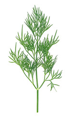 Green dill branch isolated on a white background, top view.