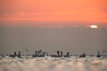 Greater Flamingos wading during morning hours at Asker coast, Bahrain