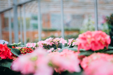 Multi-colored flowers. Seedling and flowers in the greenhouse. Shallow depth of field. Delicate image. Background