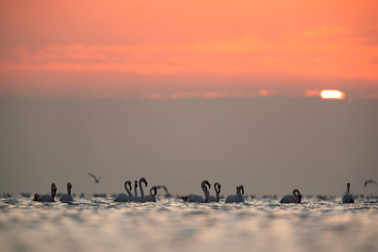Greater Flamingos wading during morning hours at Asker coast, Bahrain © Dr Ajay Kumar Singh