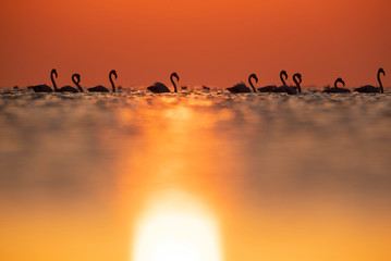 Fototapeta premium Greater Flamingos wading during sunrise at Asker coast, Bahrain