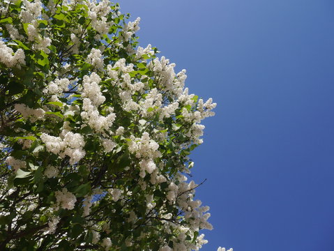 White lilac against the sky