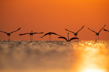 Greater Flamingos takeoff  during sunrise Asker at coast, Bahrain