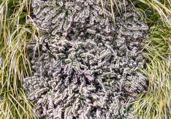 Floral backdrops of the close-up of greenvertical garden with heather flowers in bloom, produces very delicious honey.