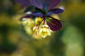 Krzew berberysu - zbliżenie kwiatów (Berberis)